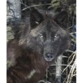 thumbnail image 1 of Posterazzi DPI1785291 Black Timber Wolf Poster Print by John Pitcher, 13 x 15, 1 of 1