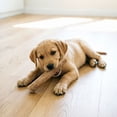 thumbnail image 3 of Coffee Wood Dog Chew Stick, Tough Chew Toy for Aggressive Chewers, Dog Teething Toy for Puppies, Coffee Tree Stick for Small Dogs, Chew Stick for Chewing Training, Pack of 1, 3 of 5