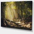 thumbnail image 2 of Sun Rays Through Green Trees, 2 of 3