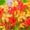 C, variant on Canna, Low Maintenance - Easy Grow - Ideal for Beds Borders, Plant Pots & Planters
