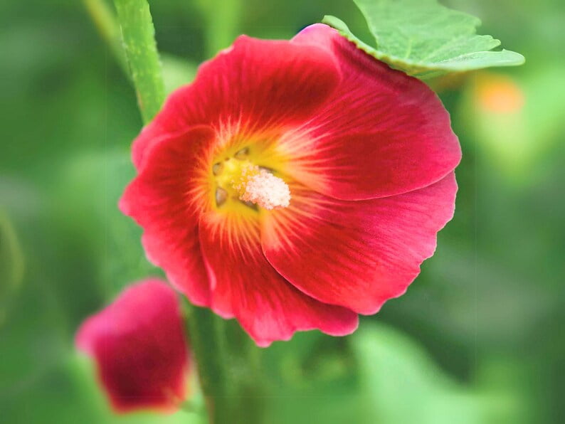 20 Seeds Halo Red Hollyhock Alcea Rosea Tall Blooms Easy to Grow Perennial Pollinator-Friendly