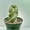 4"-6" tall, variant on Rare Cactus - Cereus Validus Spiralis (9"-15" tall)
