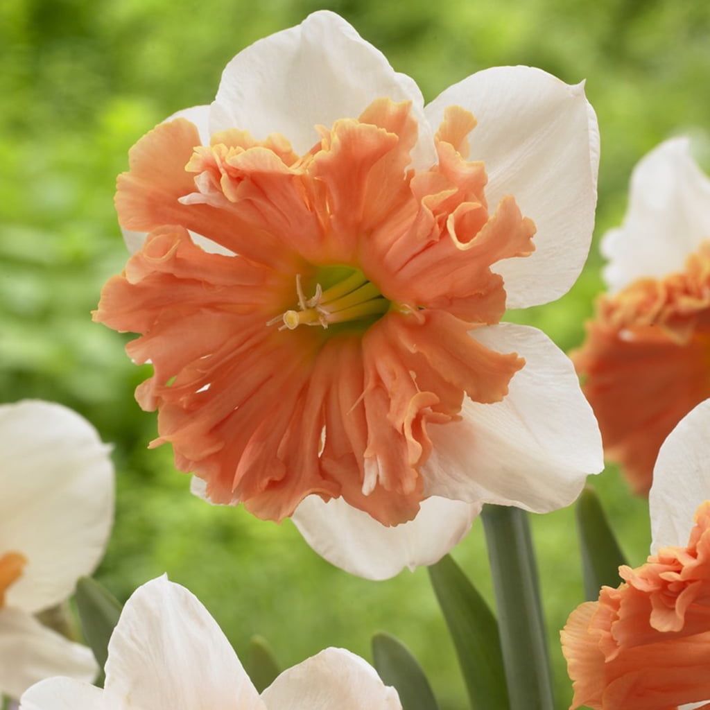 Van Zyverden Daffodils 2019 Color Of The Year Living Coral Set of 6 Bulbs