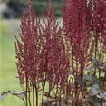 thumbnail image 3 of Van Zyverden Astilbe Mighty Chocolate Cherry, 3 Plant Roots, Red, Partial Shade, Perennial, Fragrant, 1lb, 3 of 9