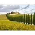 thumbnail image 2 of Art.com Italy, Tuscany. Road lined with Italian cypress trees leading to a villa. Stretched Canvas Print Wall Art by Julie Eggers, 16" x 12", 2 of 4