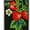 Strawberry Honey, variant on ZERO GRAVITY Blink Phone Case for iPhone 11 Pro Max - Embroidered Design - Drop Tested, 360 Protection