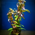 thumbnail image 5 of Fire Temple Alternanthera Rosanervig 3-5 Stems Live Aquarium Plants BUY 2 GET 1 FREE, 5 of 12