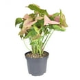 thumbnail image 3 of Syngonium Neon Robusta (6"+ Minimalist Pot) - Pink Arrowhead Plant - Live Healthy Plant - Colorful Foliage Houseplant for Decoration, 3 of 8