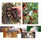 thumbnail image 2 of 250g and 500g Natural Apple Sticks Small Animals Molar Wood Treats Toys Chinchilla Guinea Pig Hamster Rabbit Gerbil Parrot Bunny and Small Animals Che, 2 of 4