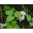 thumbnail image 2 of Clematis virginiana - Fall Blooming Love Vine - 2.5" Pot - Very Hard Vine, 2 of 3