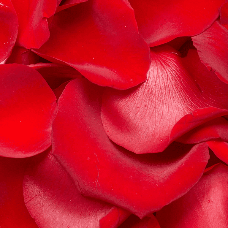 Rose Petal Red PNG Clip Art Image  Rose petals, Red rose petals, Beautiful  rose flowers