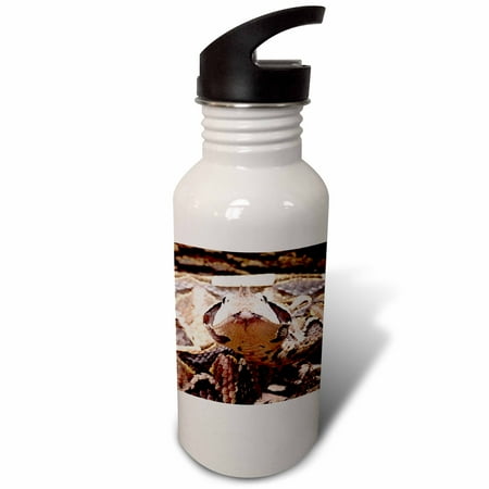 

3dRose West African Gaboon Viper snake - NA02 DNO0436 - David Northcott Sports Water Bottle 21oz