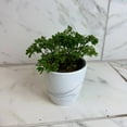 thumbnail image 4 of Aralia Ming, 4" Plant, The Plant Farm, 4 of 5