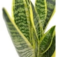 thumbnail image 6 of American Plant Exchange Sansevieria Laurentii, Live Snake Plant, 6-Inch Pot, Golden Edge Foliage, Easy Care, Low-Light Houseplant, 6 of 6