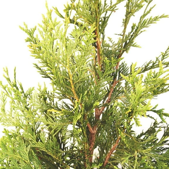1-2ft Thuja Green Giant, Natural Privacy Fence