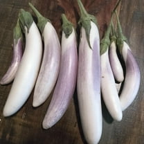 Bride F1 Hybrid Eggplant 500 Mg ~115 Seeds – Non-GMO, Asian Variety – Mild Flavor, Few Seeds – 8–9" Fruits – 70 Days – Solanum melongena – Great for Pickling, Grilling, Baking – About