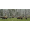 thumbnail image 2 of Galloimages Online 24x12 White Modern Wood Framed Museum Art Print Titled - Bison Grazing in Snow YNP, 2 of 4