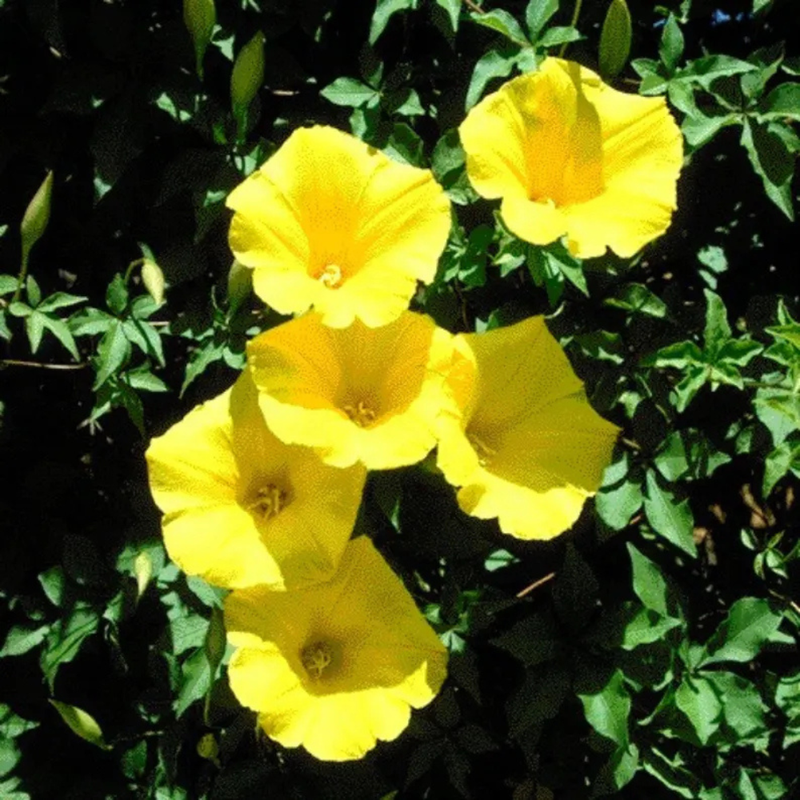 30 Yellow Morning Glory Seeds