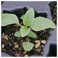 thumbnail image 5 of Everwilde Farms - 1000 Blue Sage Garden Flower Seeds - Gold Vault Jumbo Bulk Seed Packet, 5 of 5