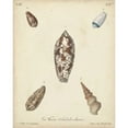 thumbnail image 3 of Knorr 20x24 Black Modern Framed Museum Art Print Titled - Antique Knorr Shells VII, 3 of 5