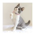 thumbnail image 5 of Collar para gatos en forma de corazón con cinturón de seguridad y cascabel de diamantes de imitación para gatitos y perros pequeños Rosa, 5 of 5