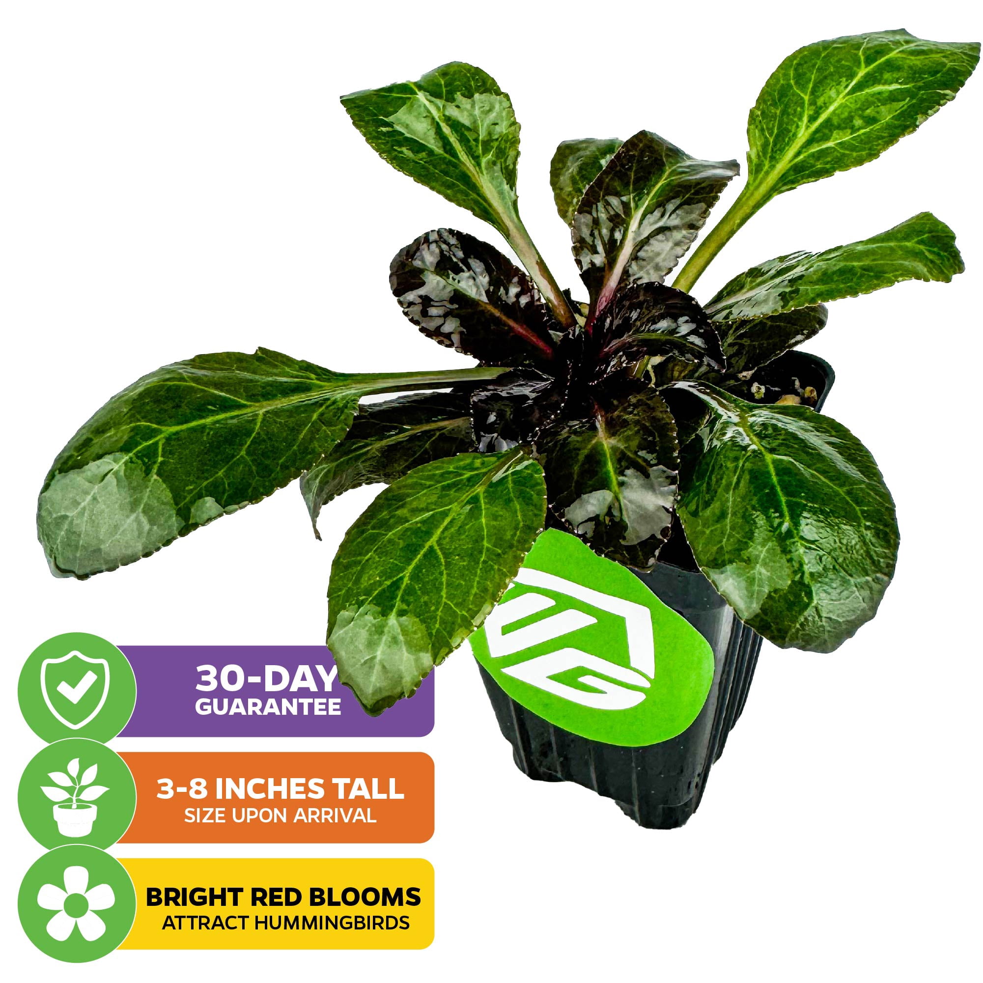 (2-Pack) Cardinal Flower Live Plant - Lobelia cardinalis by Wellspring Gardens - Versatile Starter Plant - Hummingbird Flower - Red Lobelia - Red Cardinal - Ideal for Your Garden