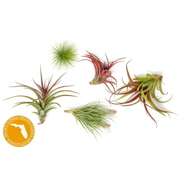Premium Florida-Grown Collection of Tillandsia Air Plants - Wholesale and Bulk - Succulents - Live Tillandsia - Easy Care Indoor and Outdoor House Plants (Set of 5)
