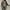Green, variant on Womens Oversized Barn Jacket Button Down Canvas Jacket Corduroy Lapel Collar (Green M)