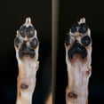 thumbnail image 3 of Simply Sage Calendula Dog Paw Balm, 3 of 7
