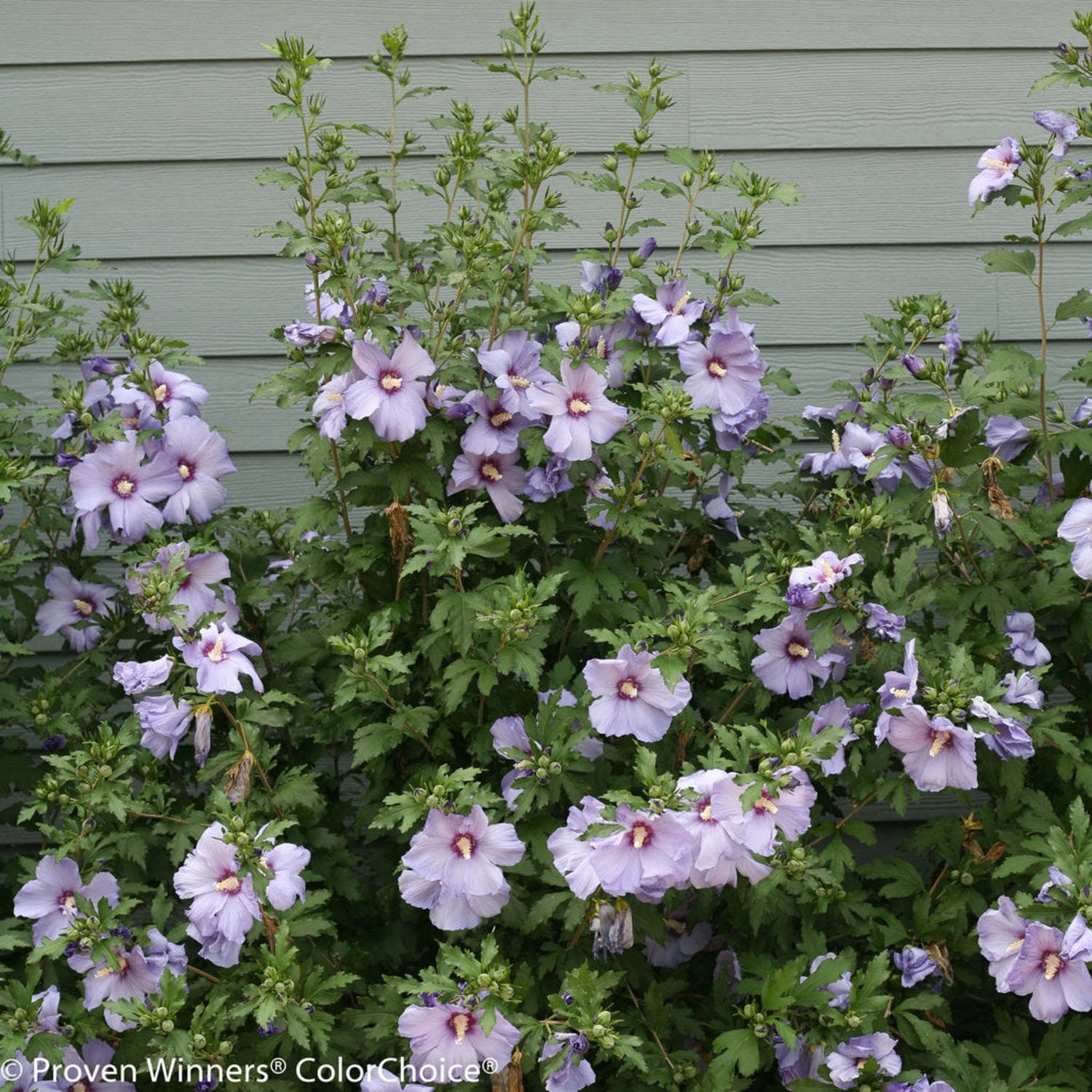 Proven Winners ColorChoice 5" Azurri Blue Satin Rose of Sharon Live Plant in 4.5" Pot (4 Count)