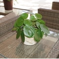 thumbnail image 3 of United Nursery Pilea Peperomioides Chinese Money Plant Live Outdoor Indoor House Plant Ships in 6" Pot at 8 to 10" Tall, 3 of 5