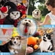 thumbnail image 5 of Collar de perro con lazo ajustable, collar de perro con corbata, collares formales de boda para perros y mascotas, 5 of 5