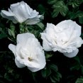 thumbnail image 2 of Heirloom Roses - Blanc Double de Coubert White Rose Bush - Rugosa Rose Plant, 2 of 2