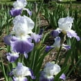 thumbnail image 2 of Clarence Reblooming Bearded Iris Dormant Bare Root Perennial Plant 1 pack, 2 of 3