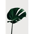 thumbnail image 2 of Artographie Studio 13x18 Black Modern Framed Museum Art Print Titled - Monstera Natural 02, 2 of 4