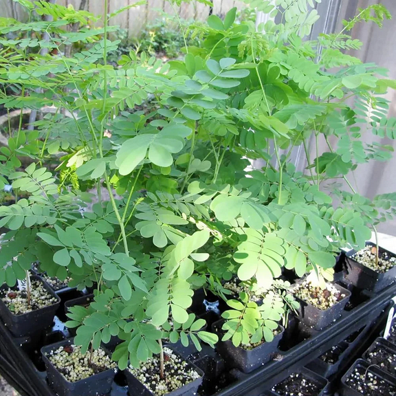 Moringa Tree Plant Live, Moringa Plants Live in 4 Inches Pot, Malunggay Oleifera Moringa for Indoor Outdoor Growing