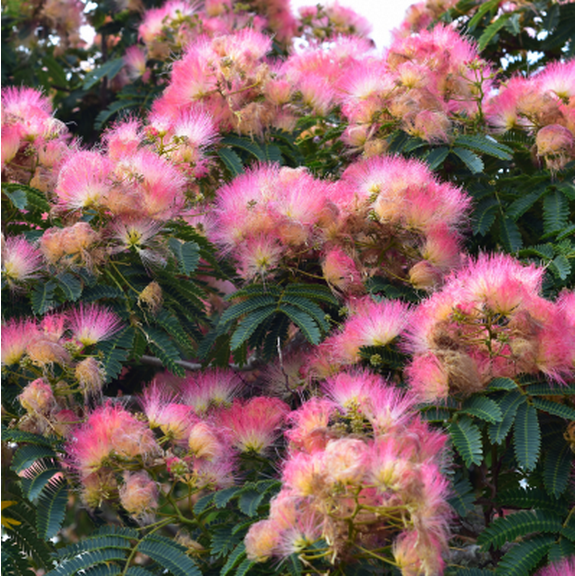 Set 2 Mimosa Bare Roots - No Leaves for Planting 1-2 ft Tall, Dormant in Winter - No Ship PR, HI, AK
