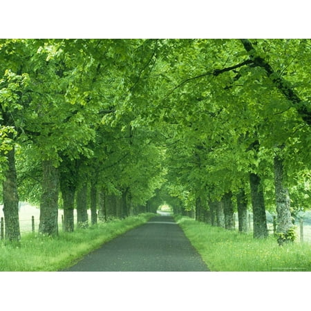 Trees Line Rural Road Near Orcival in the Auvergne, France Print Wall Art By Michael