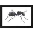 thumbnail image 2 of Carpenter Ant Camponotus Pennsylvanicus, Insects, Framed Art Print Wall Art by Encyclopaedia Britannica Sold by Art.Com, 2 of 5