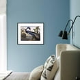 thumbnail image 4 of Louisiana Heron, Animals Framed Art Print Wall Art by John James Audubon Sold by Art.Com, 4 of 5