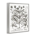 thumbnail image 4 of Stupell Industries Scientific Vintage Flowers Botanical & Floral Painting Gray Framed Art Print Wall Art, 16 x 20, 4 of 10