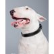 thumbnail image 4 of Collar reflectante para perros, negro, ajustable, de nailon suave, para perros pequeños, medianos, grandes y extragrandes., 4 of 5