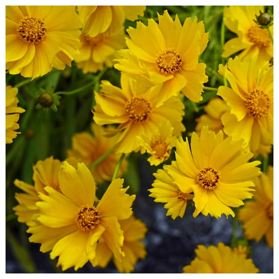 Everwilde Farms - 1 oz Sand Coreopsis Native Wildflower Seeds - Gold Vault Bulk Seed Packet