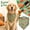 C, variant on Fall Dog Bandana with Thanksgiving Turkey and Pumpkin Print, 1 Piece, Orange Pattern for Small Dogs and Cats, Pet Bandana