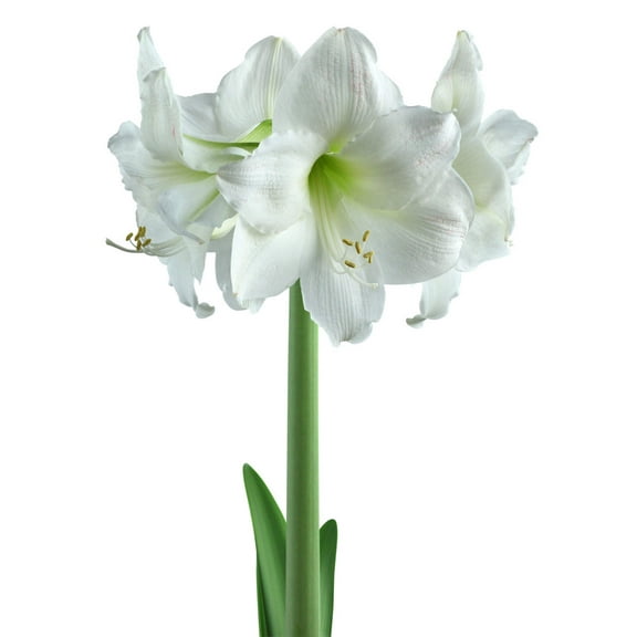 Mount Blanc Amaryllis - 22-26 cm bulb