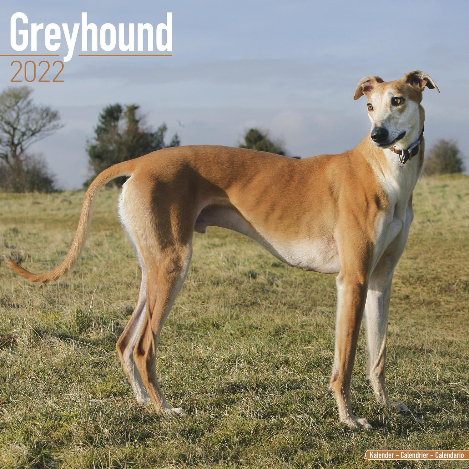 3-D Greyhound or Whippet Magnet Fawn 