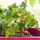 thumbnail image 3 of RENACLIPY 100Ud Clips De Sujeción Para Plantas Y Multifuncionales Color, 3 of 6