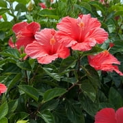 Van Zyverden Hibiscus S. Lucy Red Set of 1 Plant Root Stock Red Partial Sun Easy to Grow 3 lb