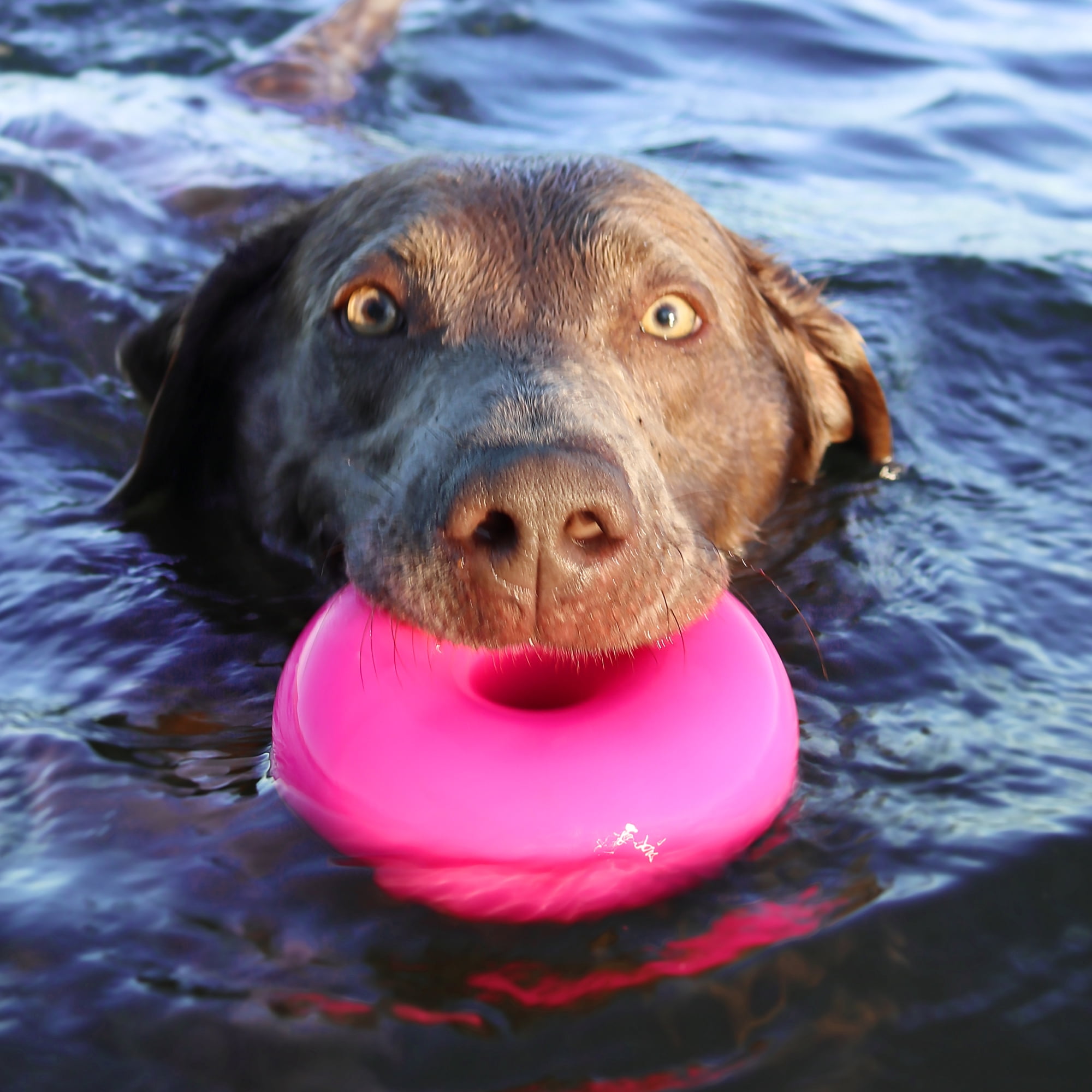 Ruff Dawg Dawg-Nut XL Indestructible Rubber Retrieving Dog Toy, Color Varies