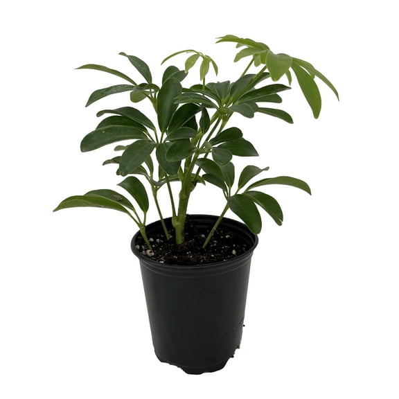 Mini Schefflera arboricola - Dwarf Umbrella Plant - 3.5" Pot